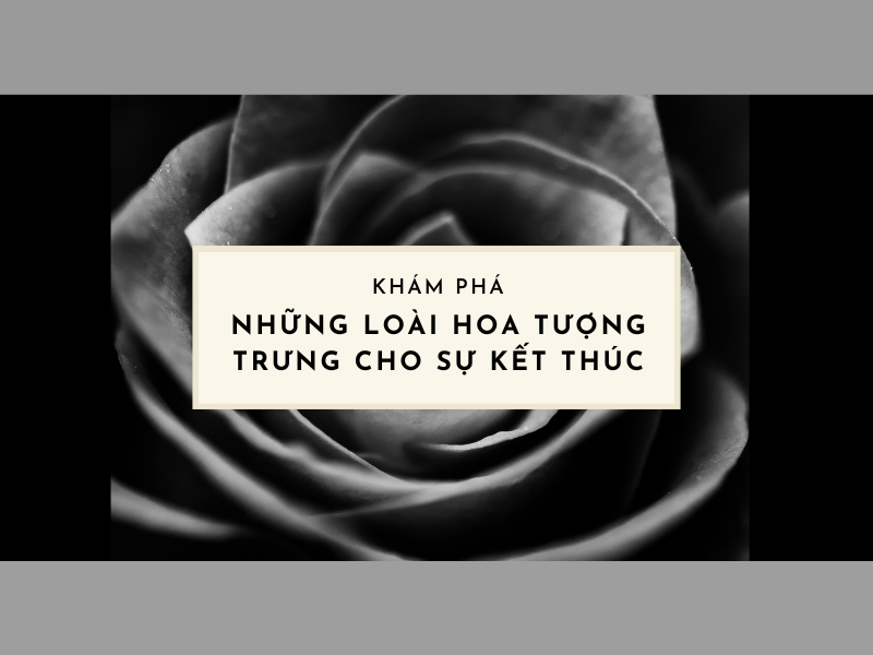mot bong hoa cam chuong co soc mau doc dao va buon